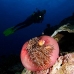 anemonefish_pink_mid_v_0705_png1244.jpg